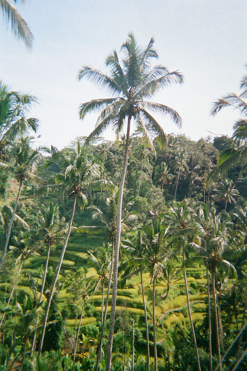 The Tegalalang Ricefields