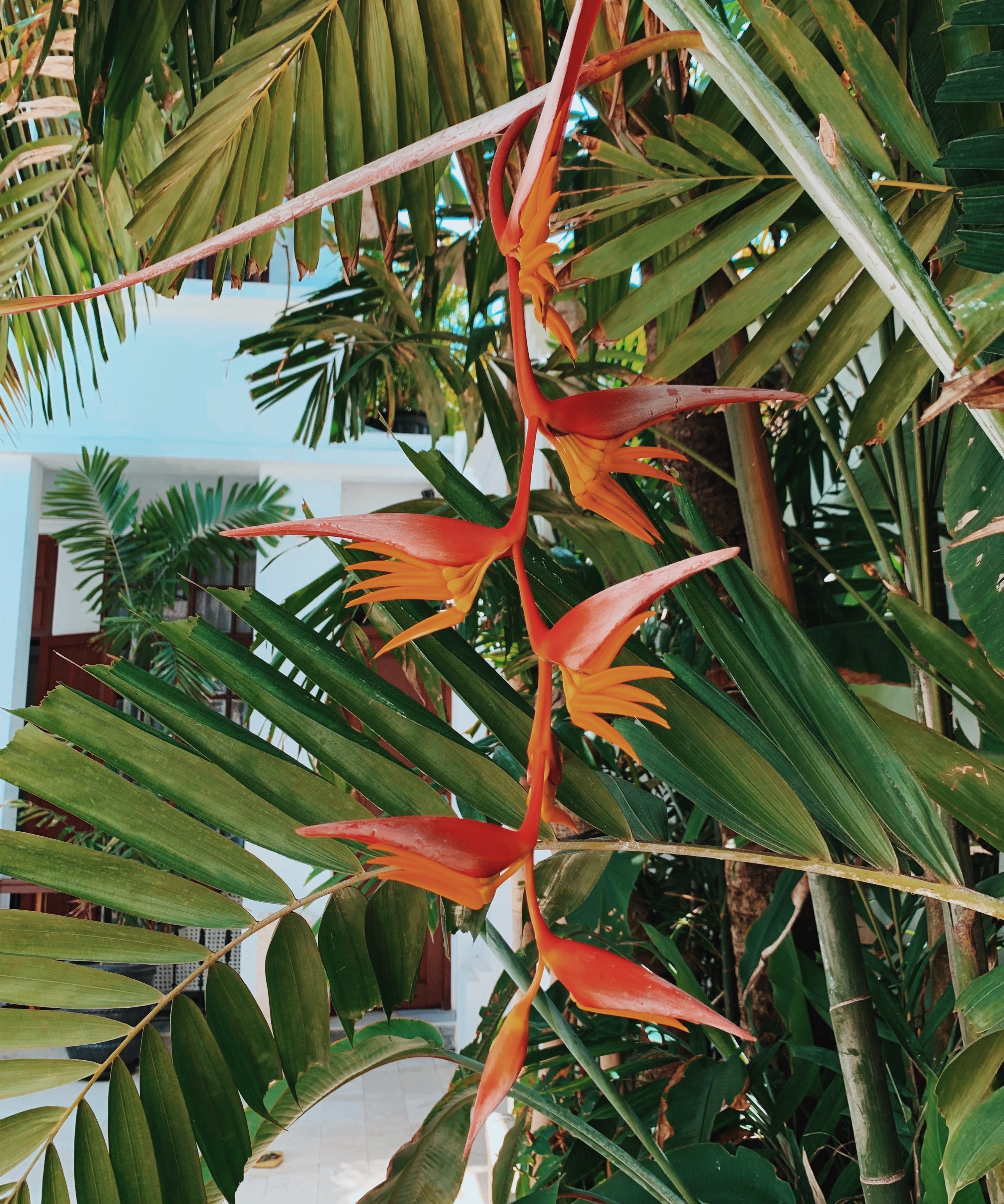 Everything you need to know to travel to Bali now!
