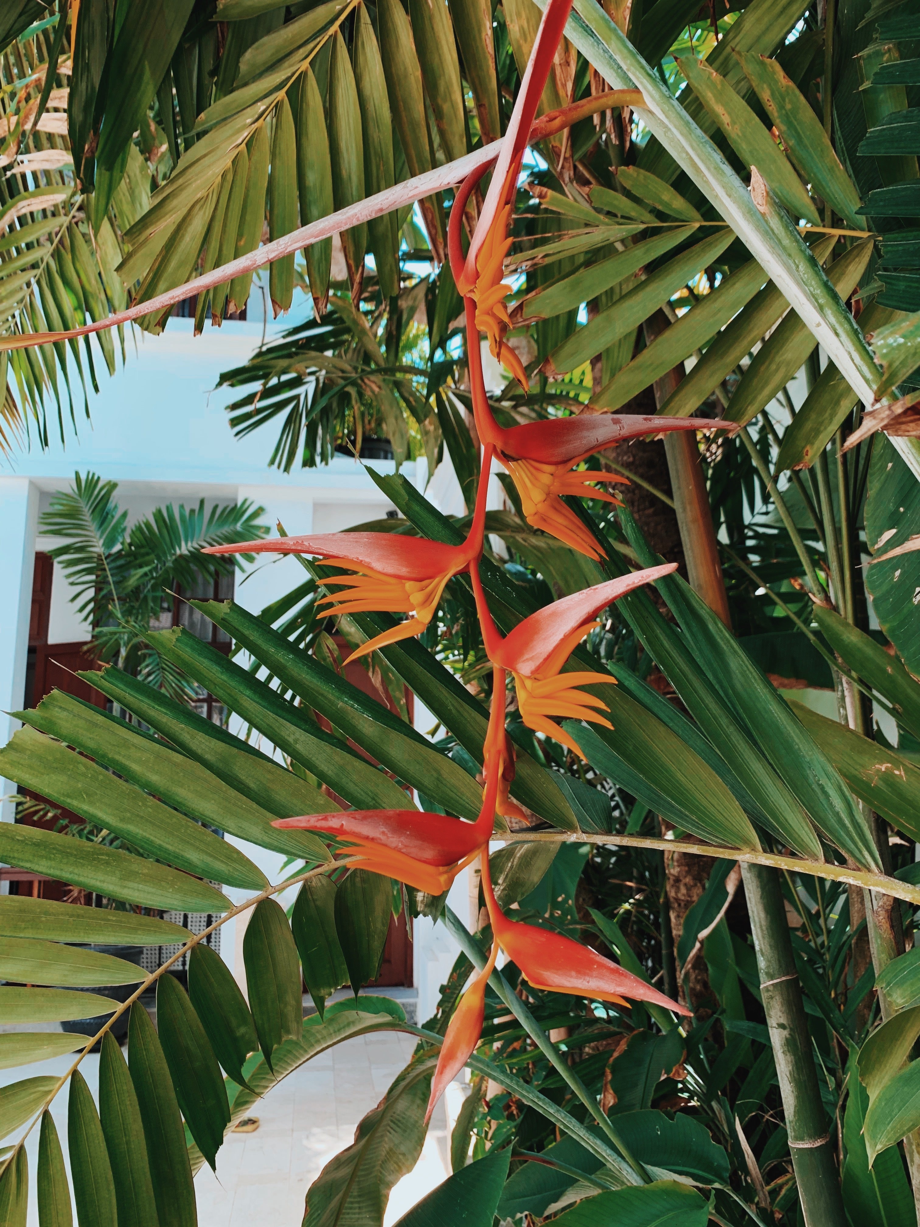 Everything you need to know to travel to Bali now!
