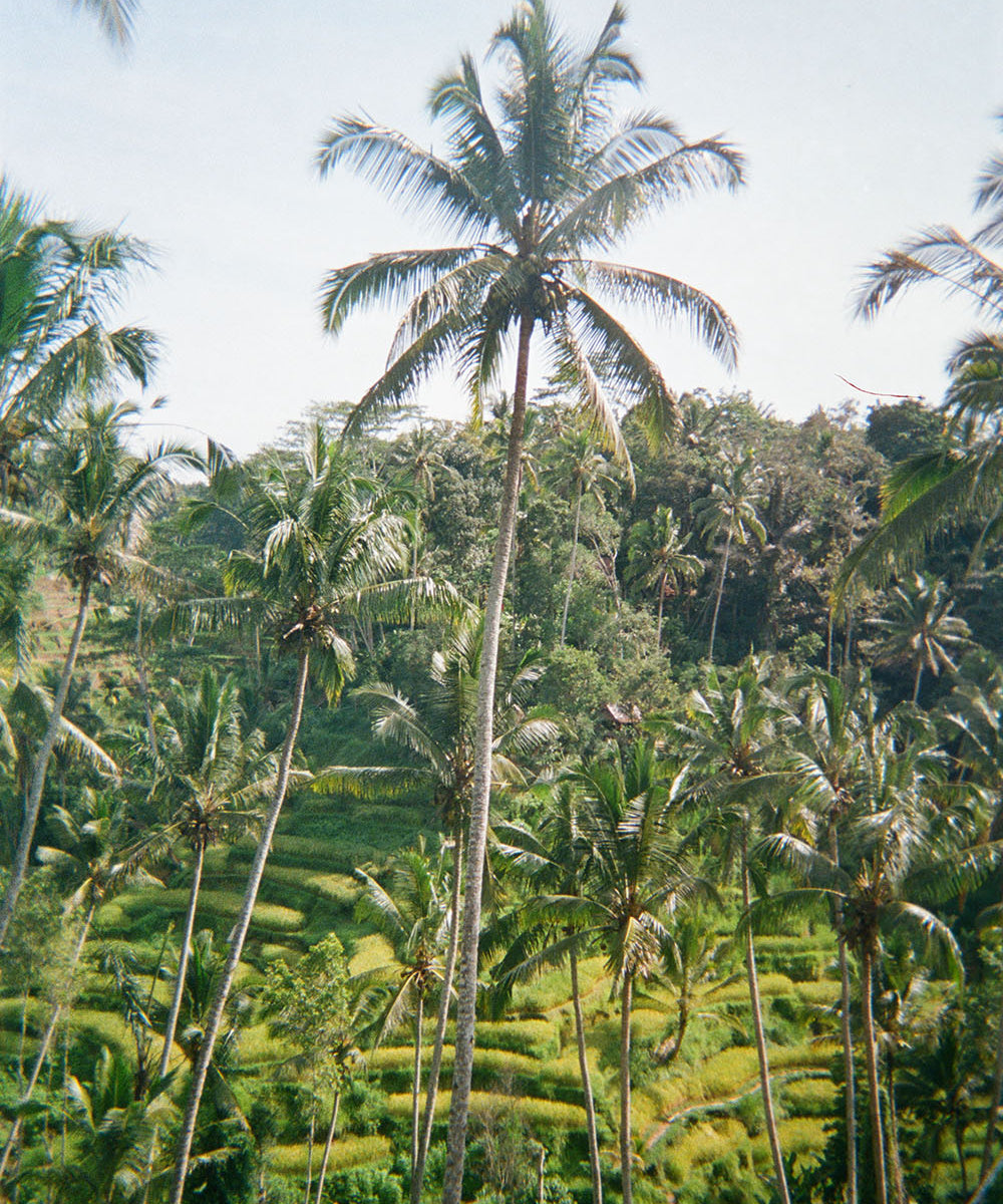 The Tegalalang Ricefields